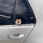 Cat and puppy sticker pack for electric car, car window glass decals, funny cartoon kitten and puppy car stickers for back windo